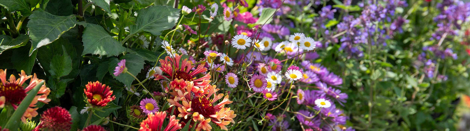 Flowers & Plants