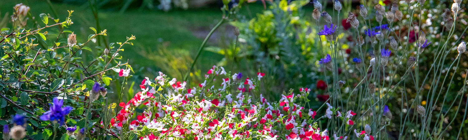 Garden Ready Cottage Garden Perennials