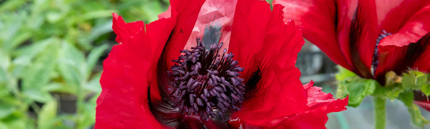 Poppy Plants