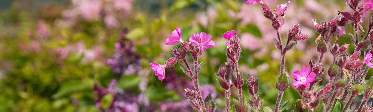 Silene Plants