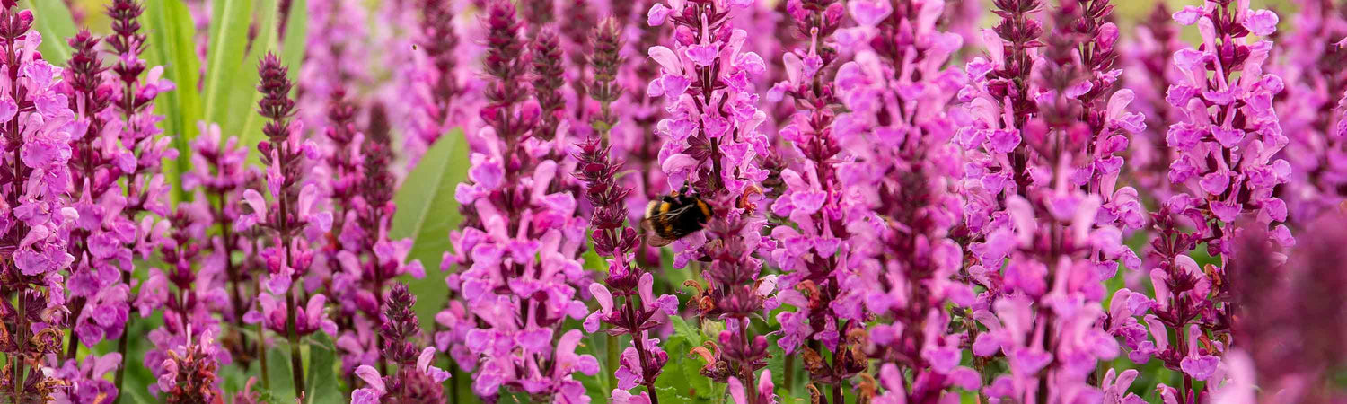 Salvia Seeds