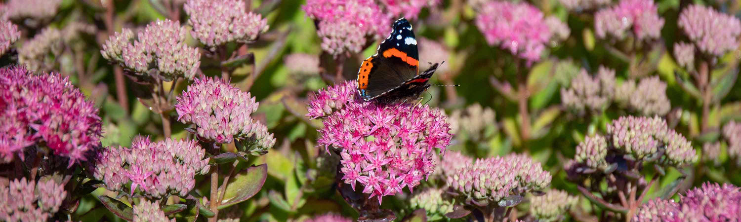 Sedum Plants