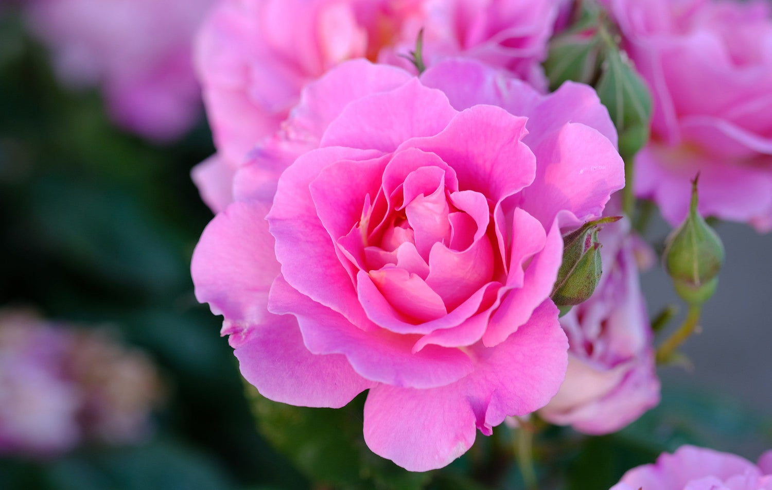 Pink Rose