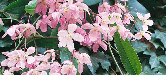 Climbing Plants