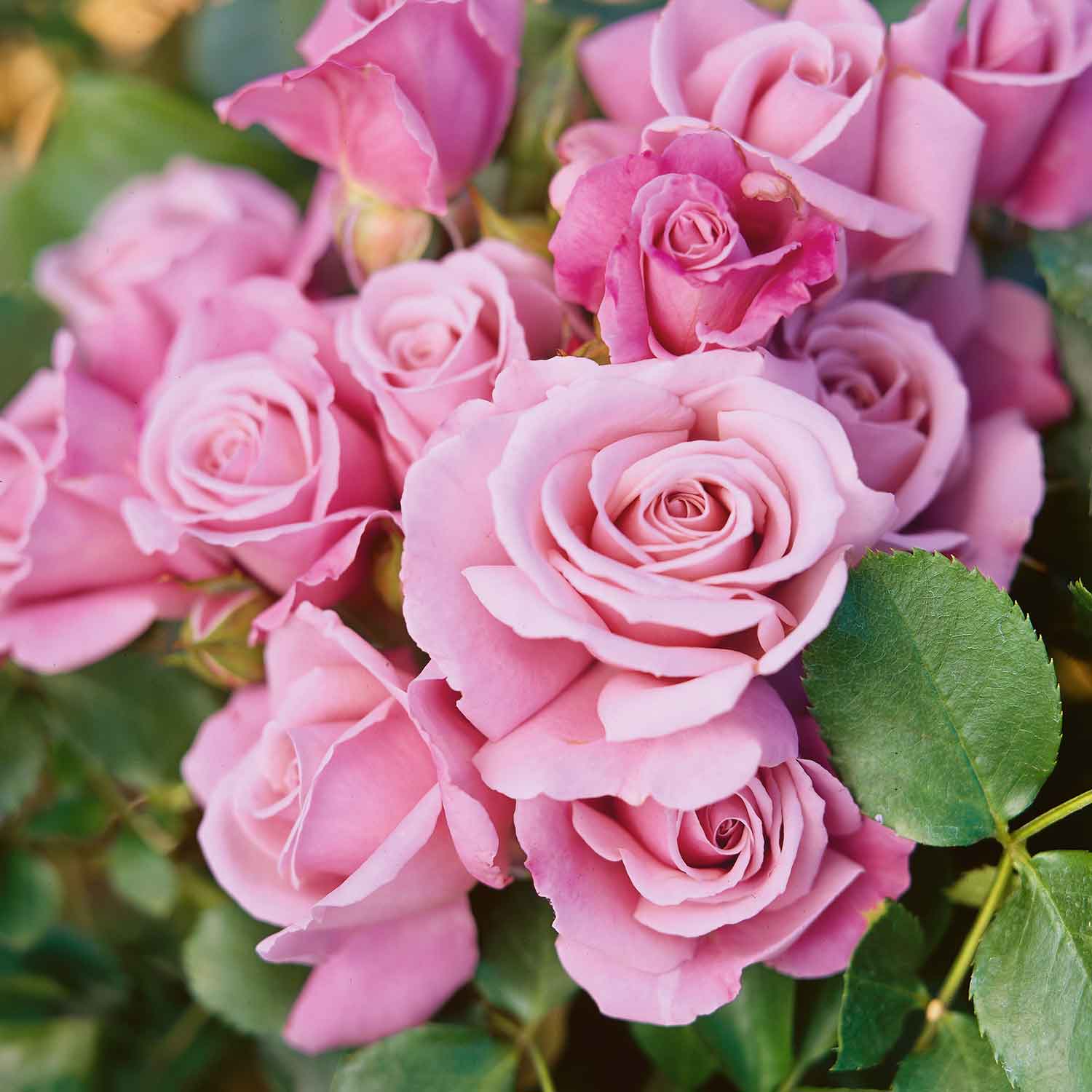 Bare Root Roses