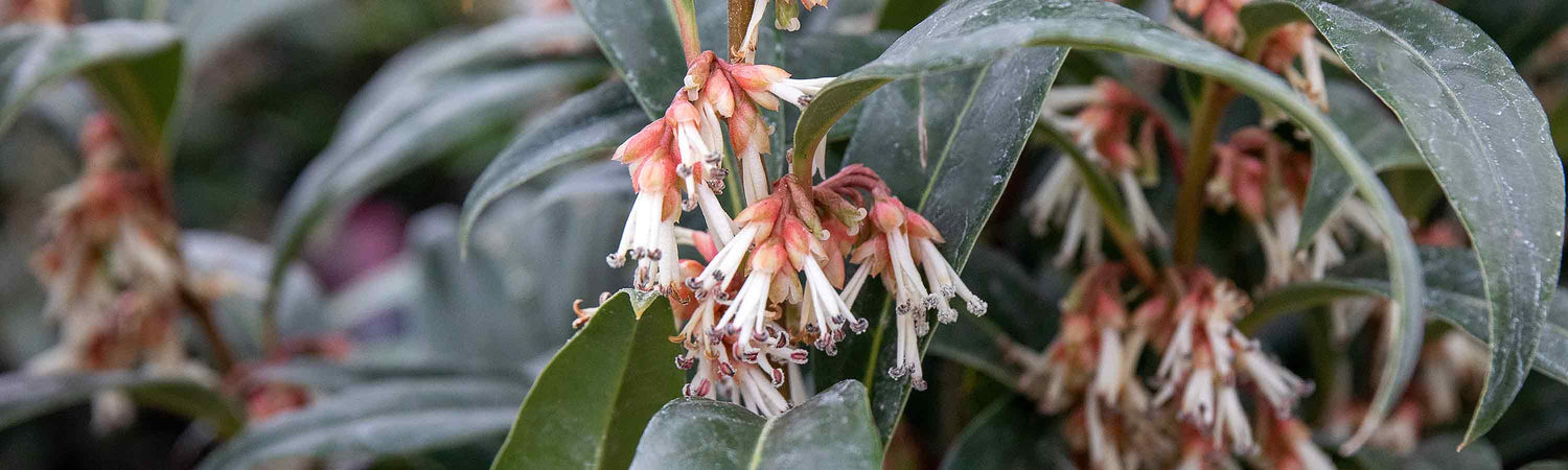 Sarcococca