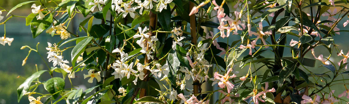 79cm Climbing Plants Buy 79cm Climbing Plants Online 79cm