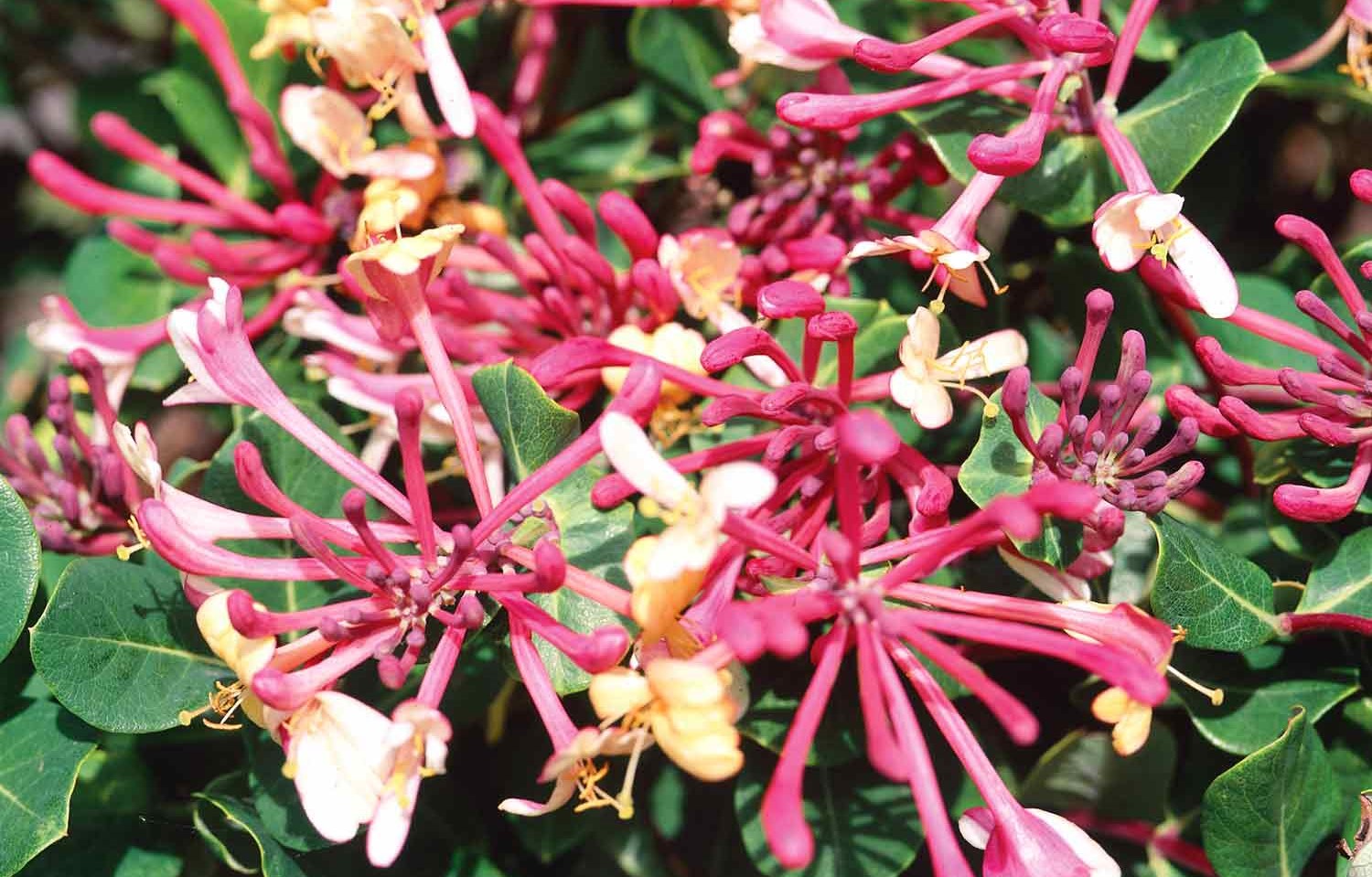 Lonicera