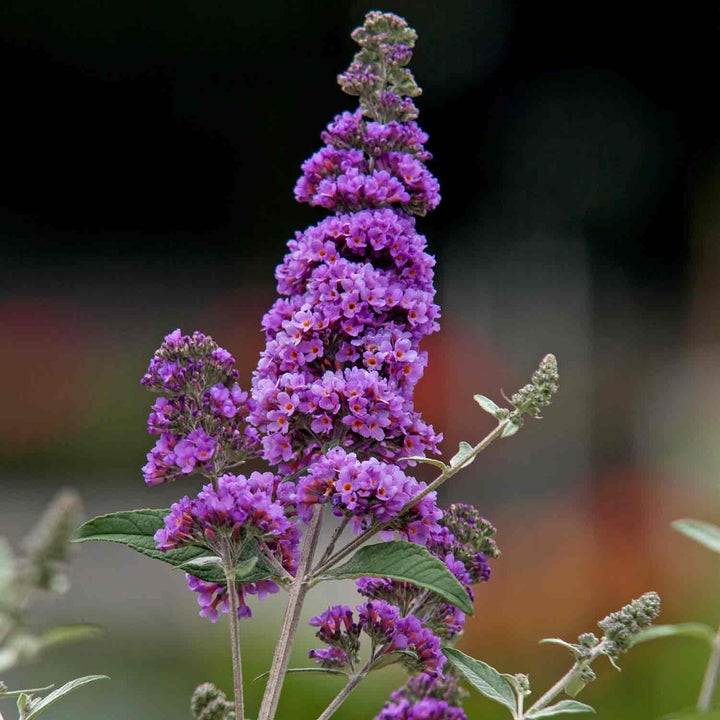 Buddleja Plants