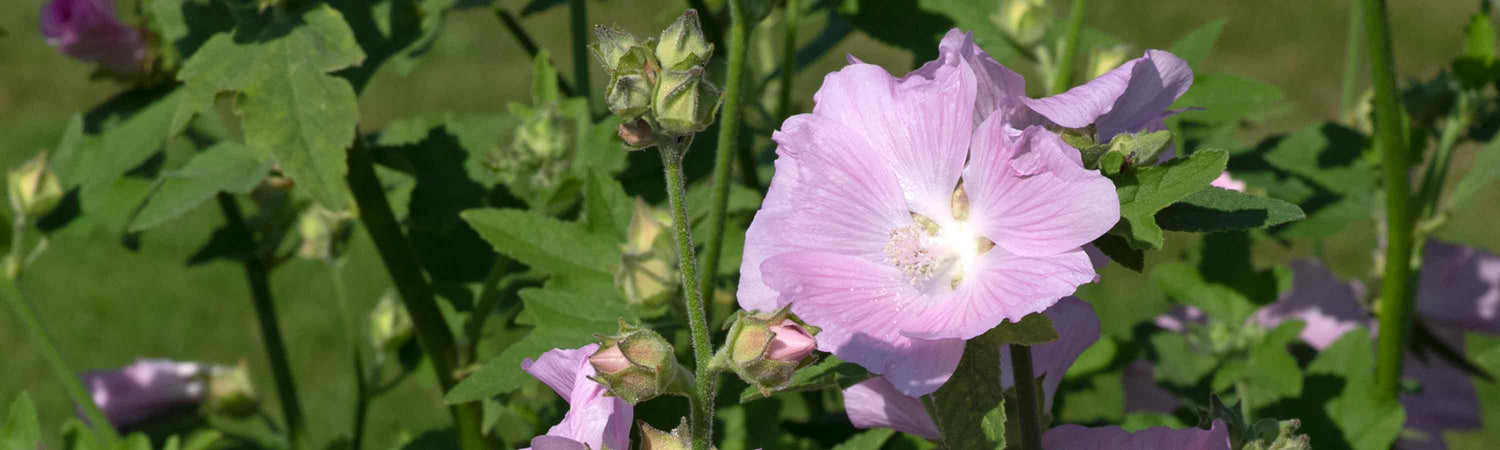 Lavatera Plants