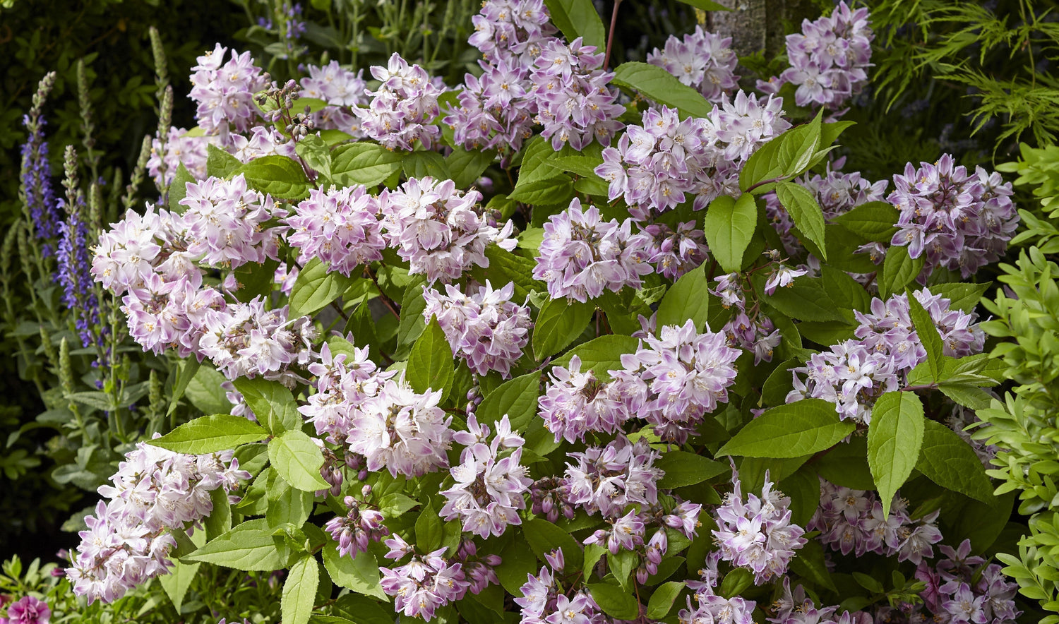 Deutzia