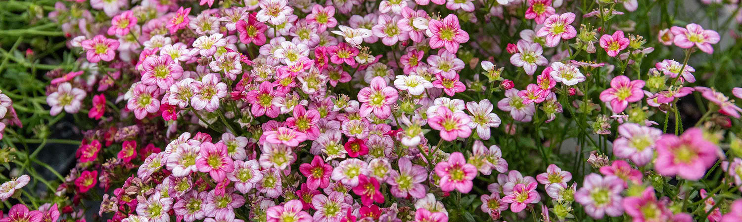Saxifraga Seeds
