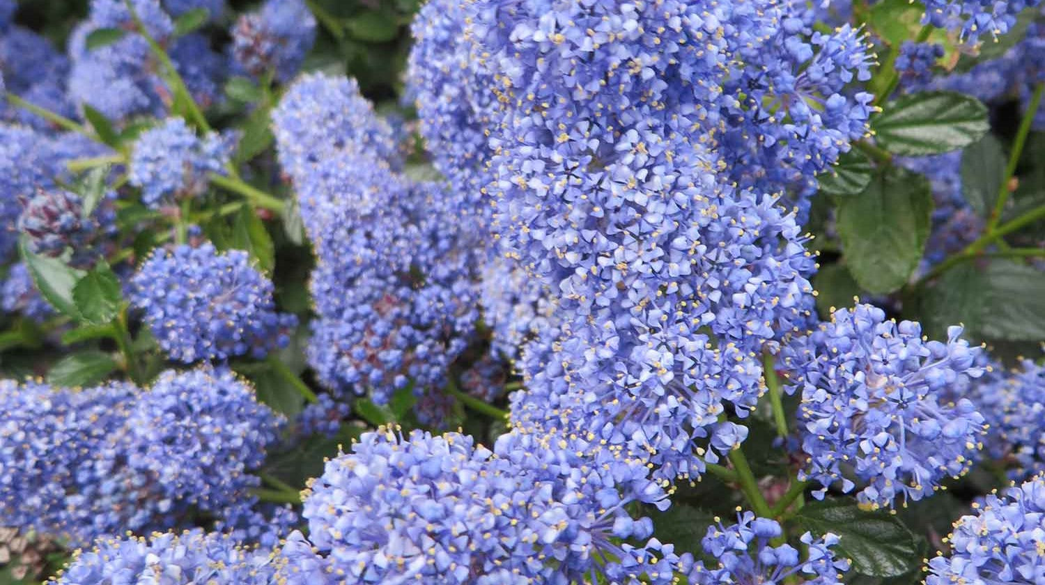 Ceanothus