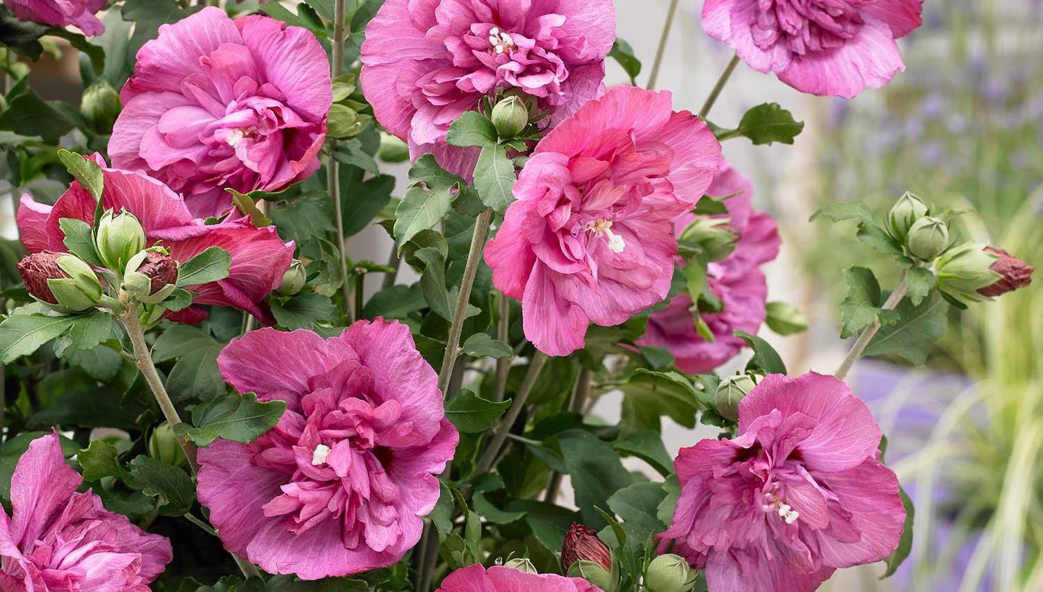 Hibiscus Shrubs