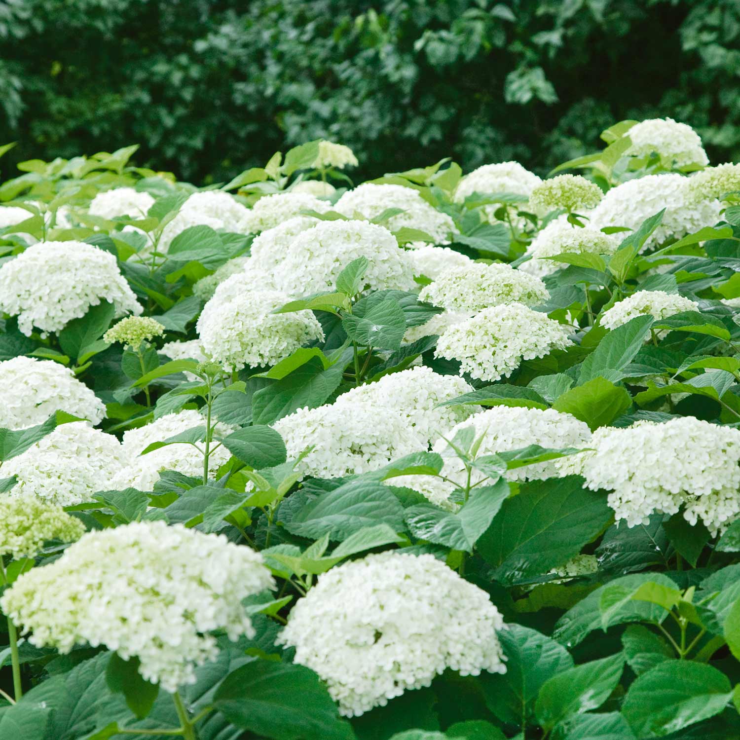 Shrubs Plants Sale