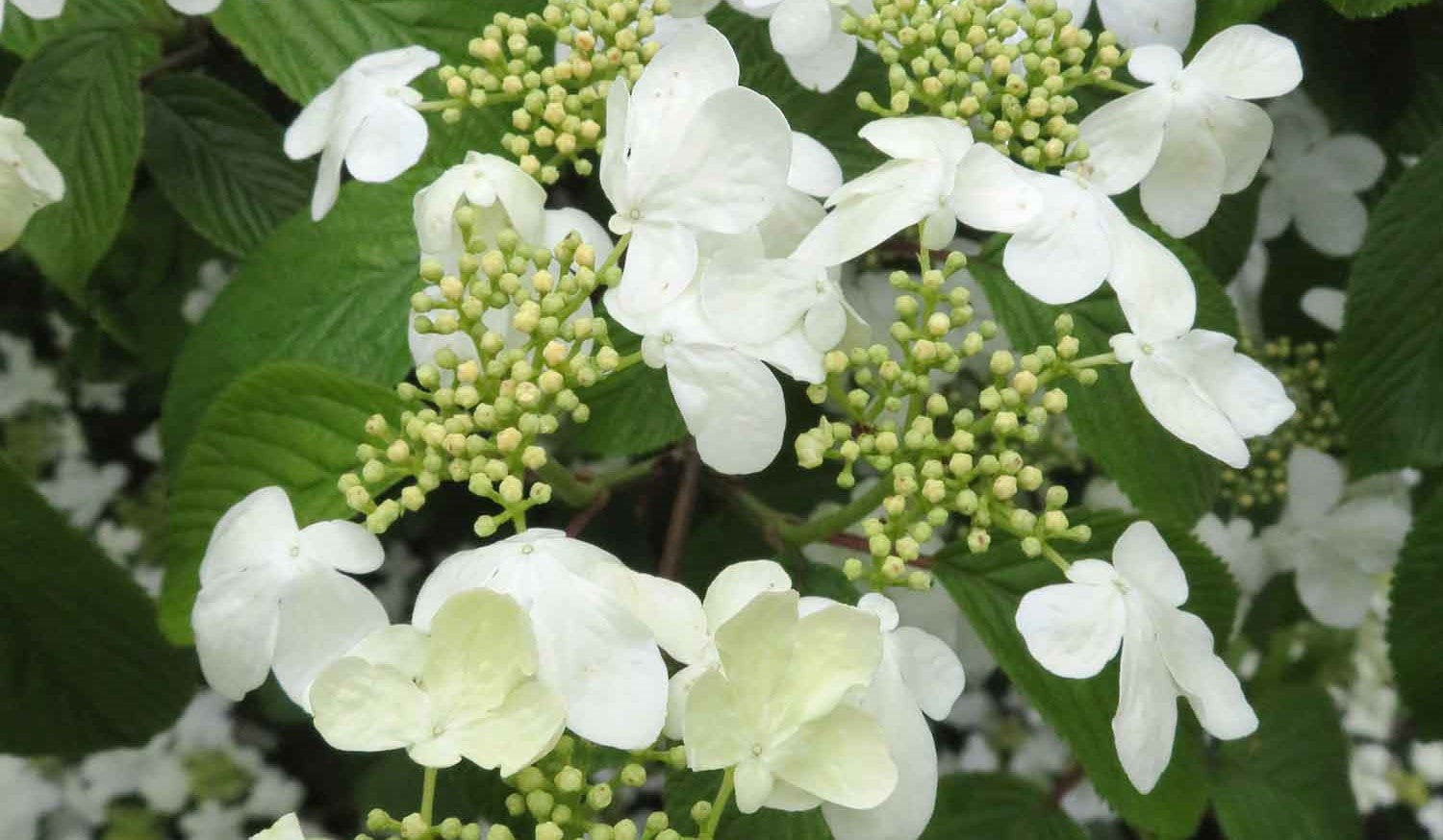 Viburnum Plants