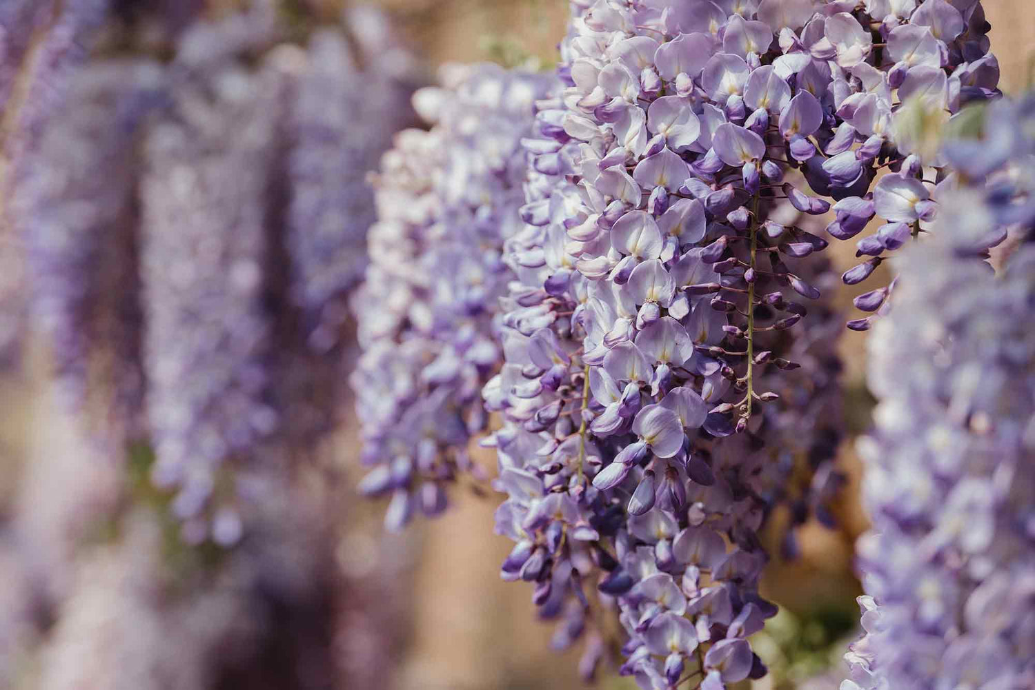 Wisteria