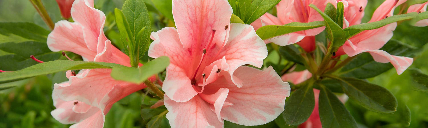 Azalea Plants