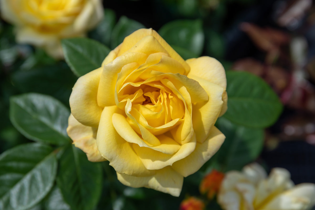 2 Roses for £19.99 + FREE FEED