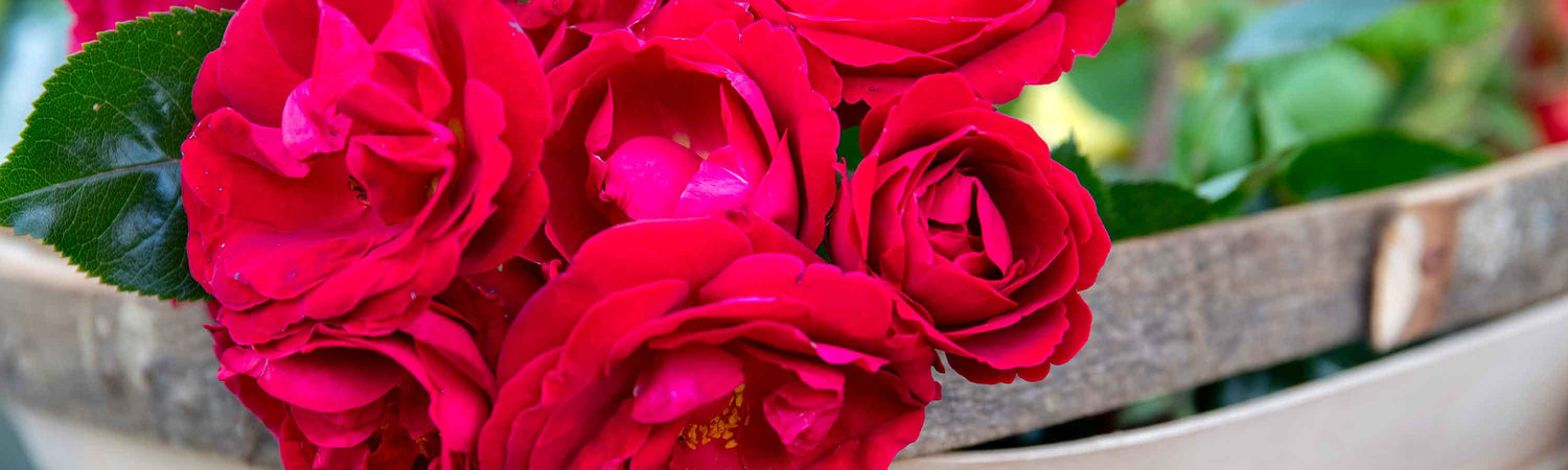 Fragrant Rose Plants