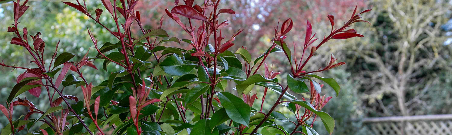 Photinia