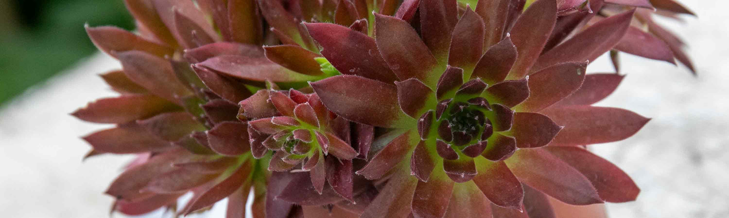 Sempervivum Plants