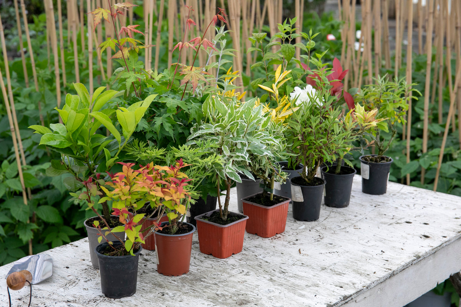 mixed shrubs on table