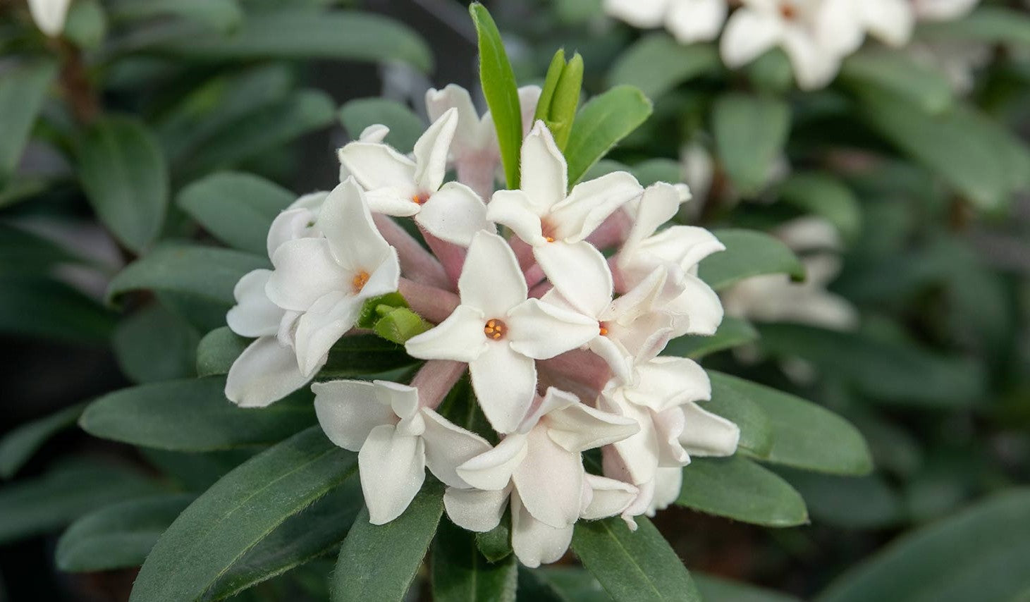 Daphne Shrubs