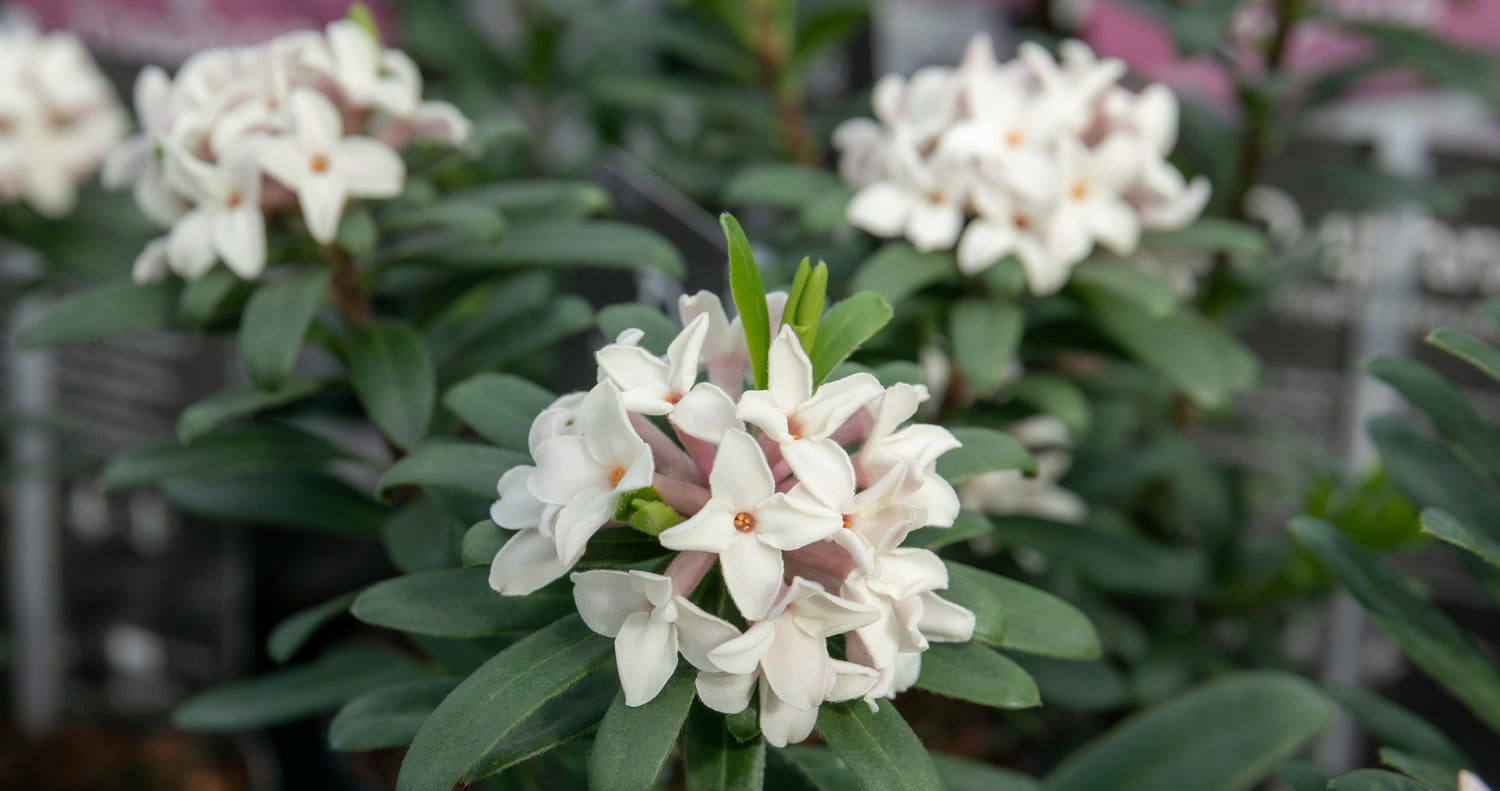 Fragrant Flowers