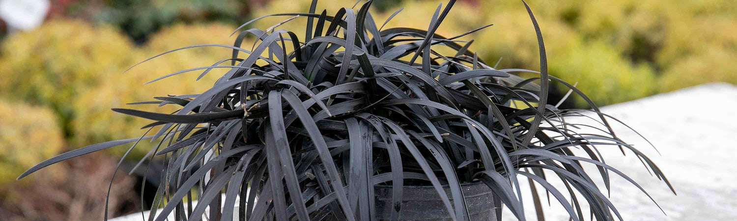 Ophiopogon Plants