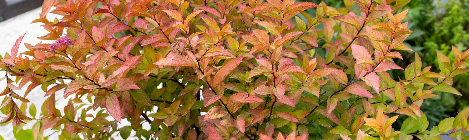 Spiraea