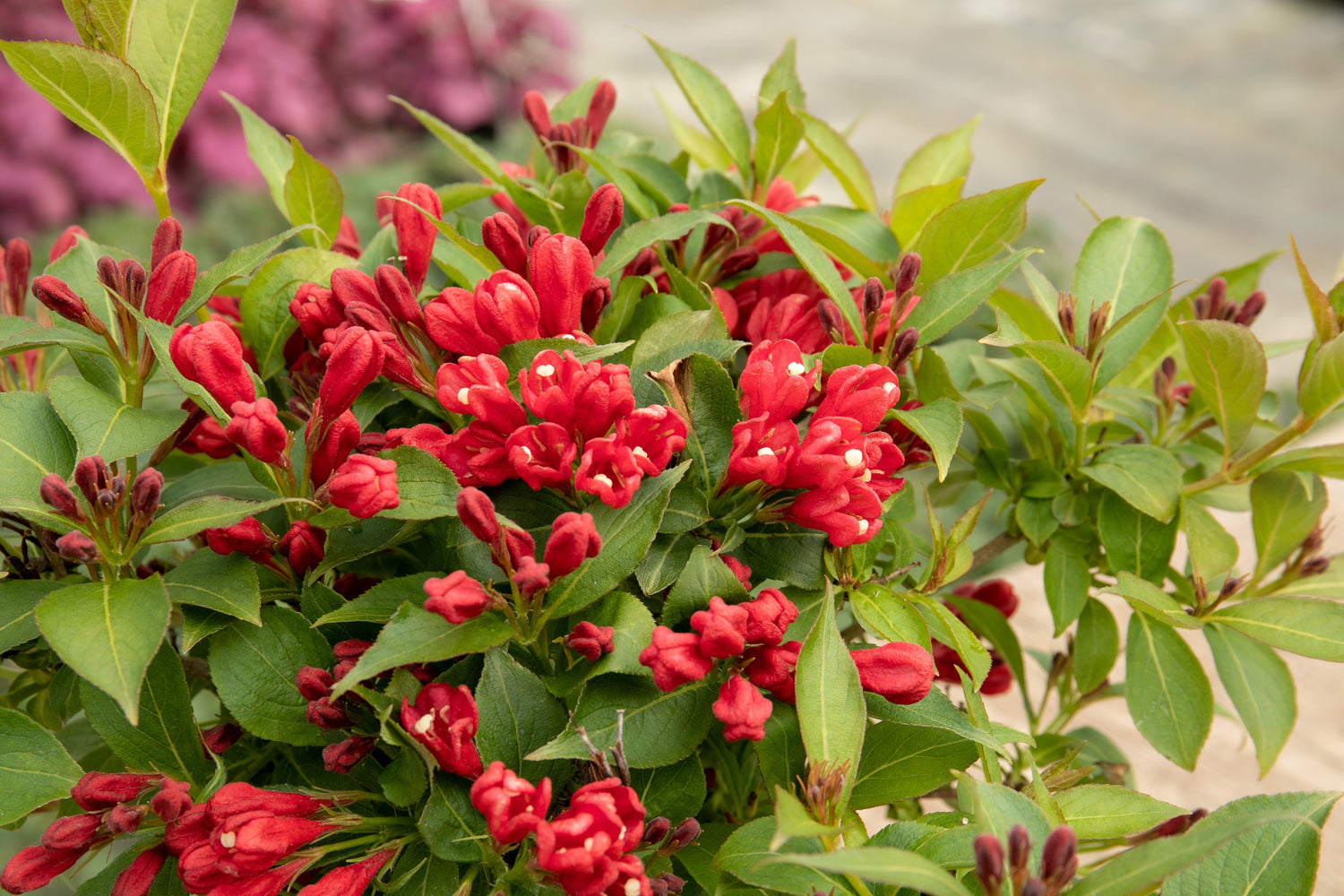 Gardeners World Email - GWE125