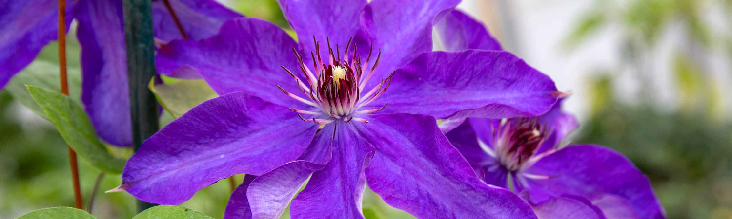 Clematis Offer