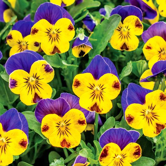 Pansy Plants