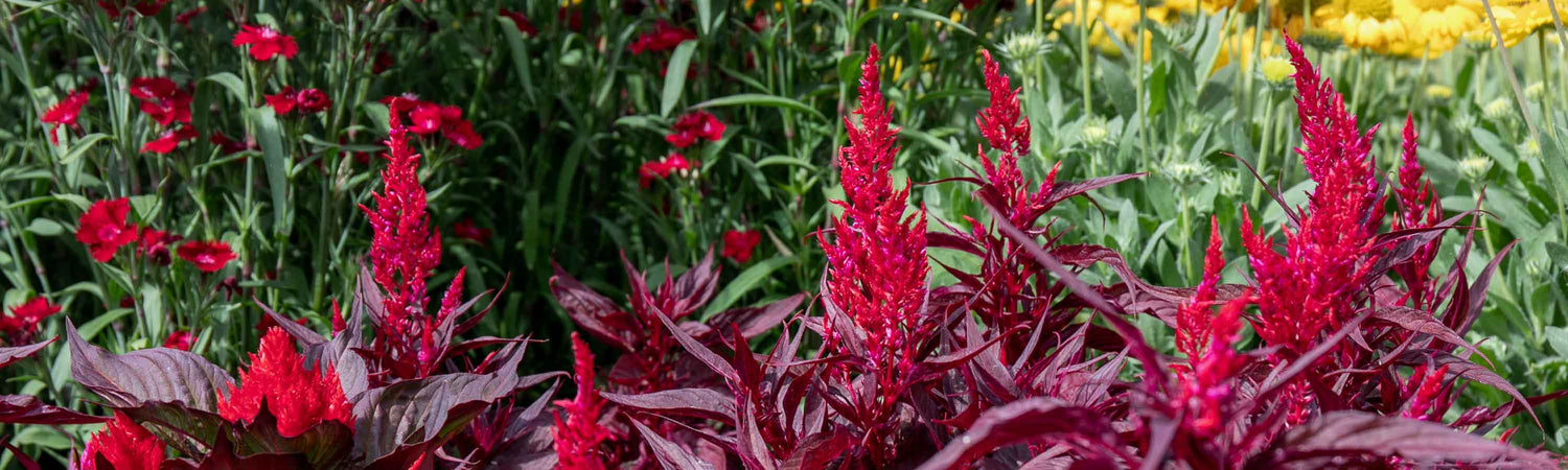 Celosia Seeds