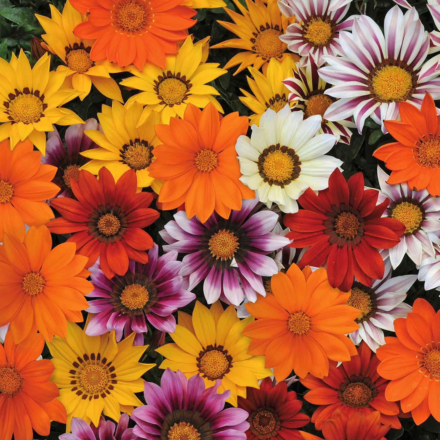 Gazania Plants