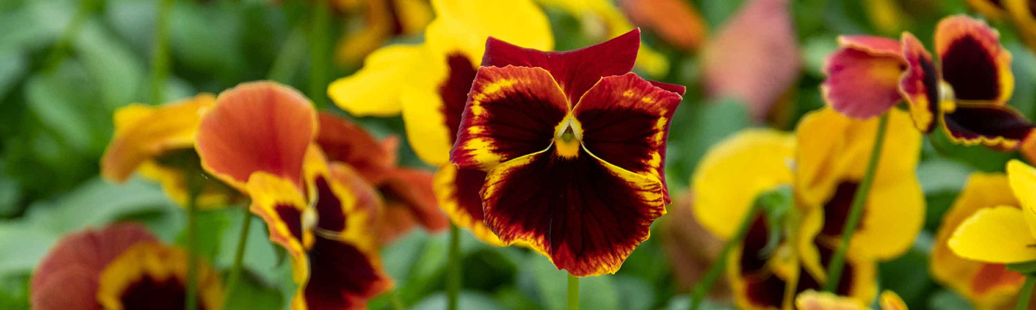 Pansy Plants