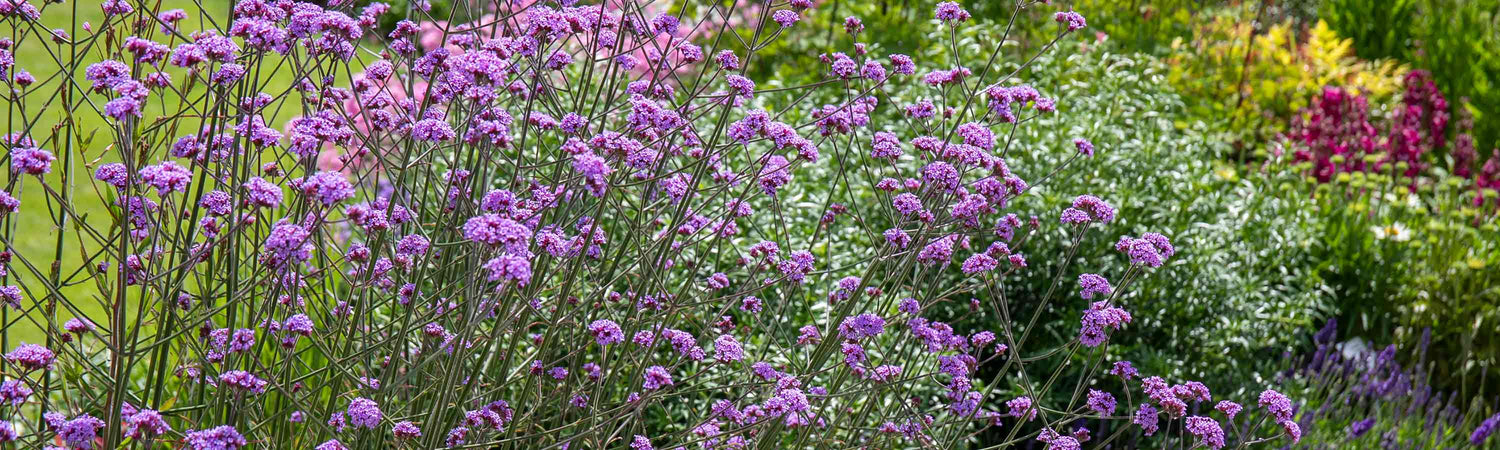 Cottage Garden Collections