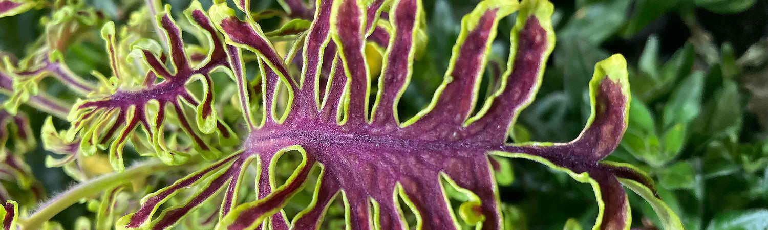 Coleus Plants