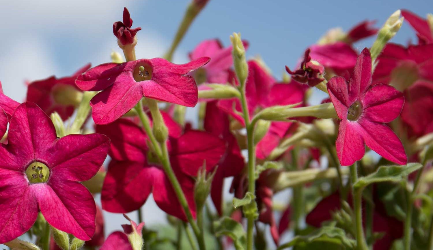 Nicotiana Plants