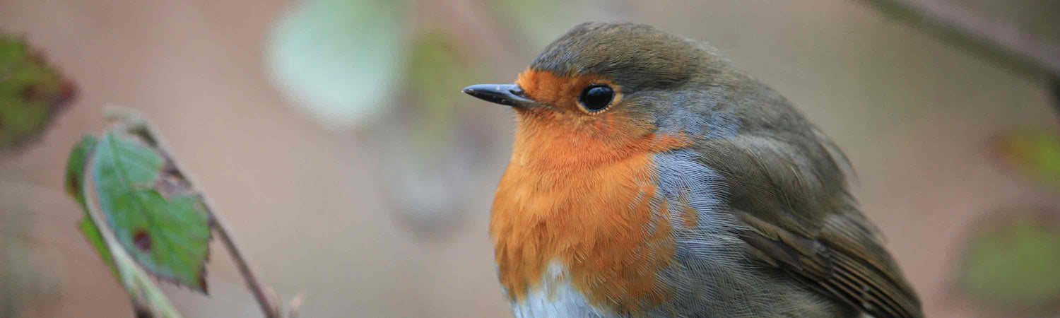 Seed Feeders