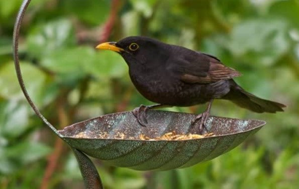 Decorative Feeders