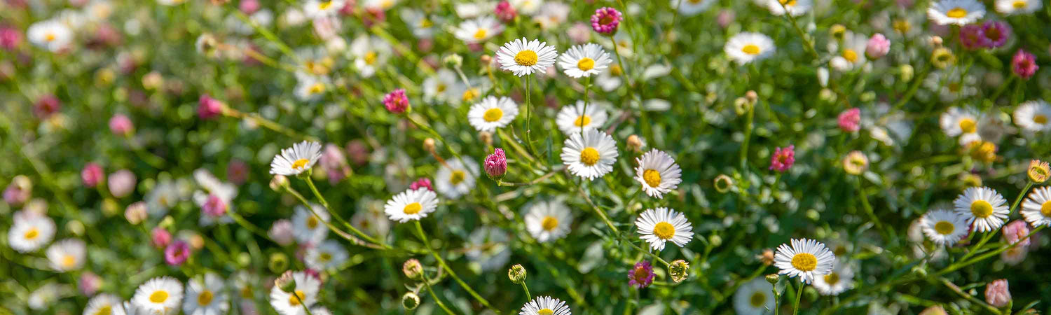 Perennial Plants