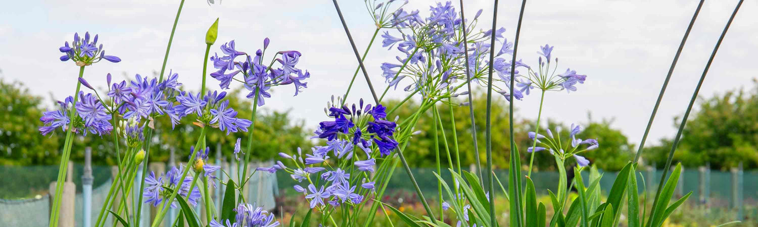 Agapanthus Offer