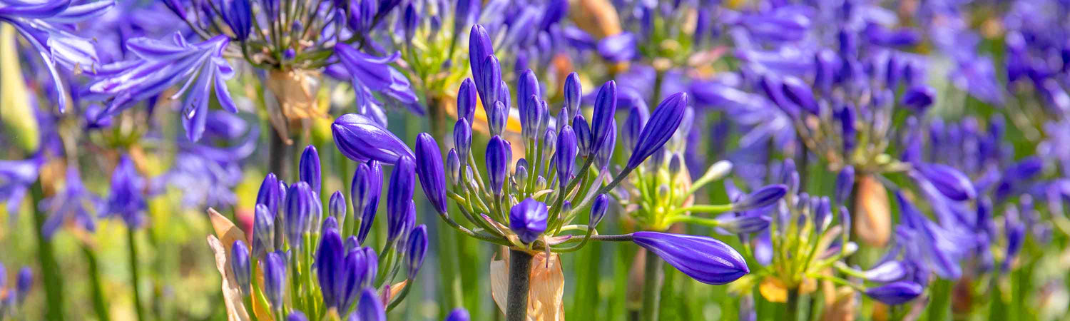 March Despatch Perennials