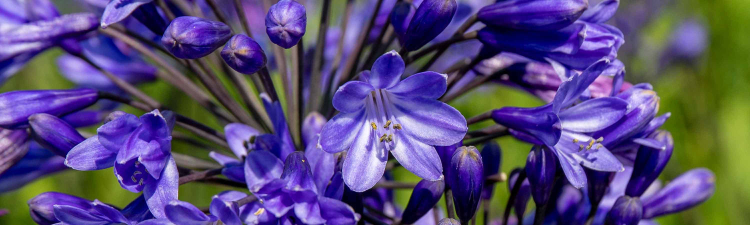 Drought Tolerant Plants