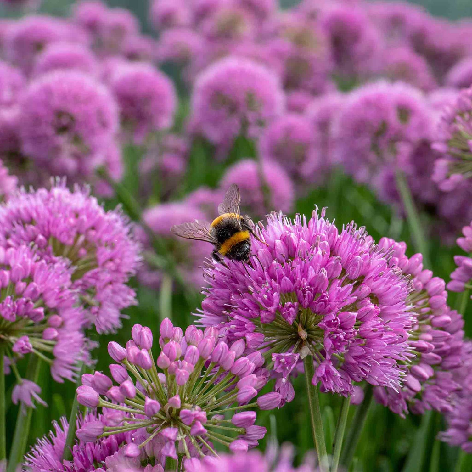 Gardeners world email GWE127
