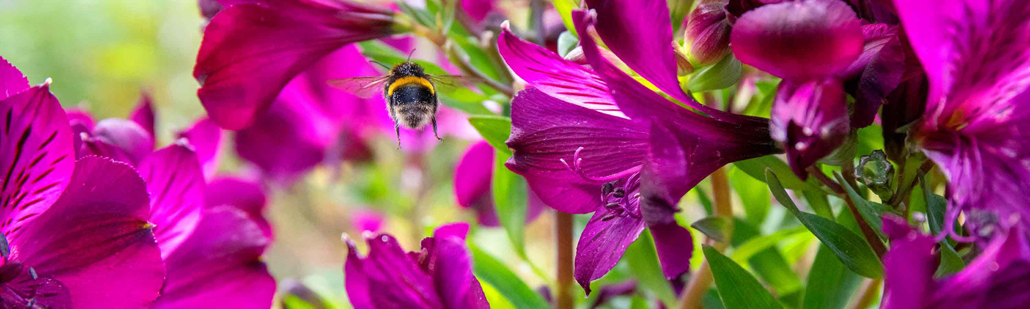 Easter Sale Garden Ready Perennial Plugs