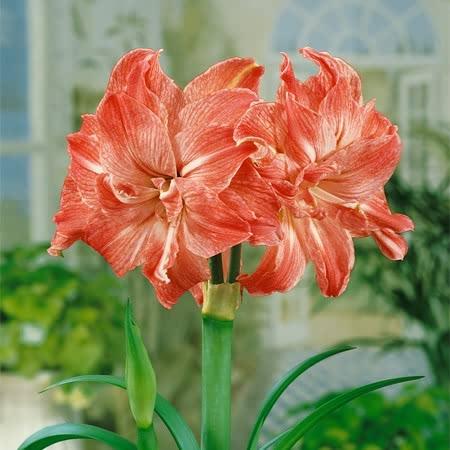 Amaryllis Bulbs