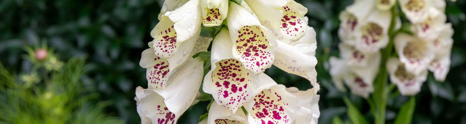 Foxglove Seeds